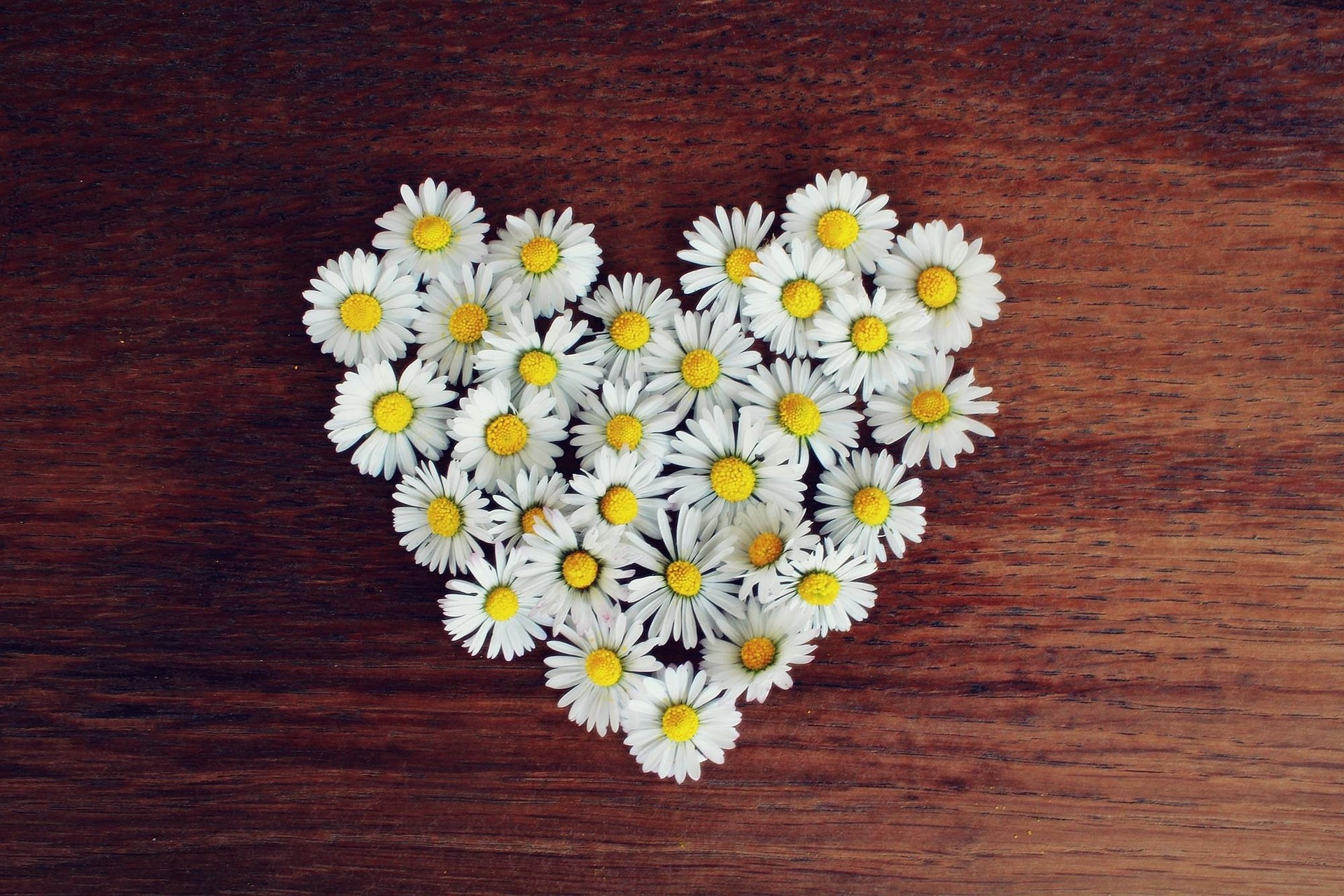 daisies-1403041_1920