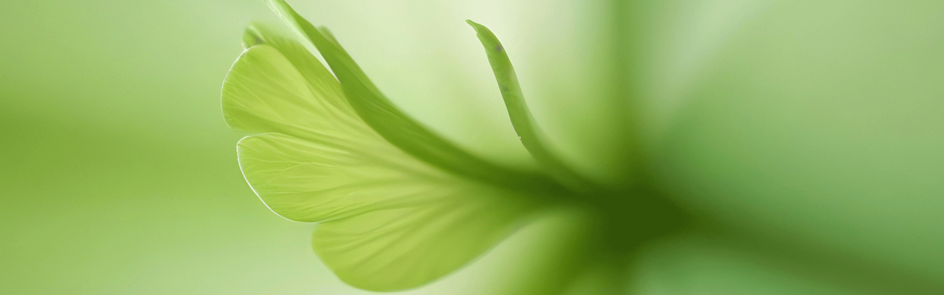 plante_verte