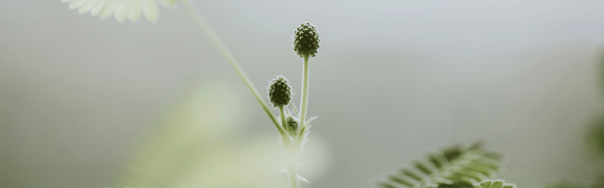 nature2